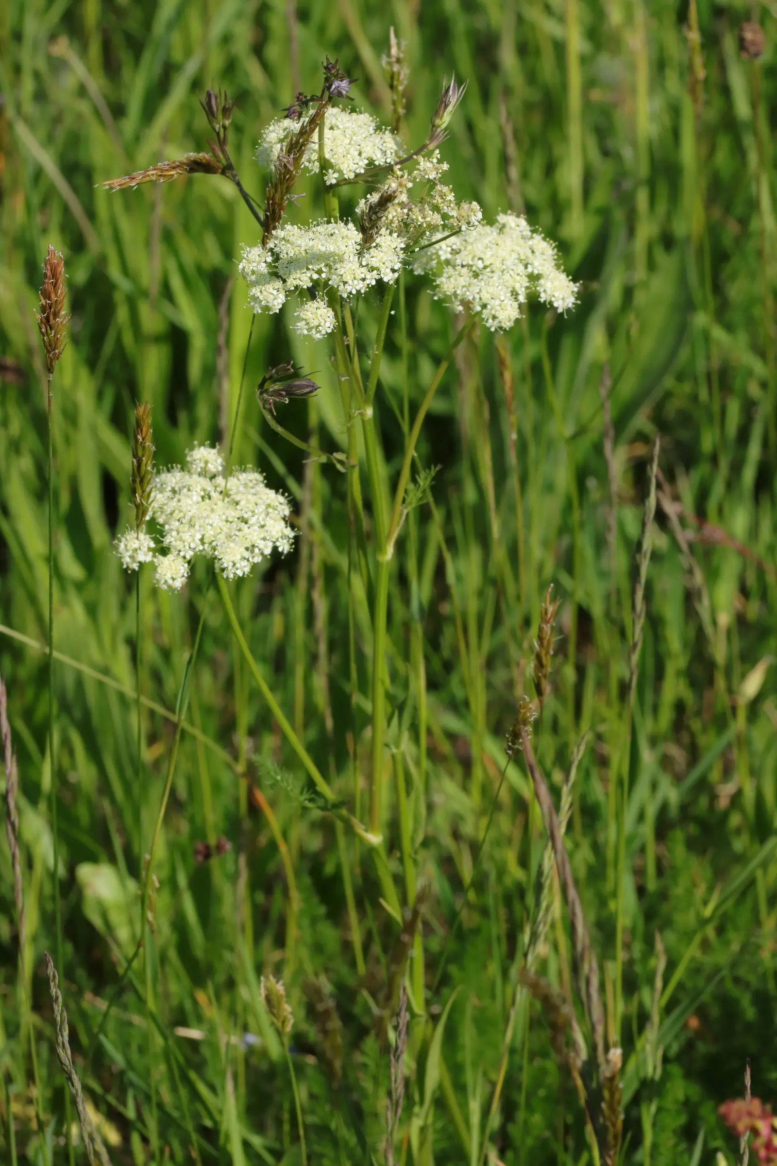 Weiße Blütenstände der Bärwurz-Pflanze auf grüner Wiese