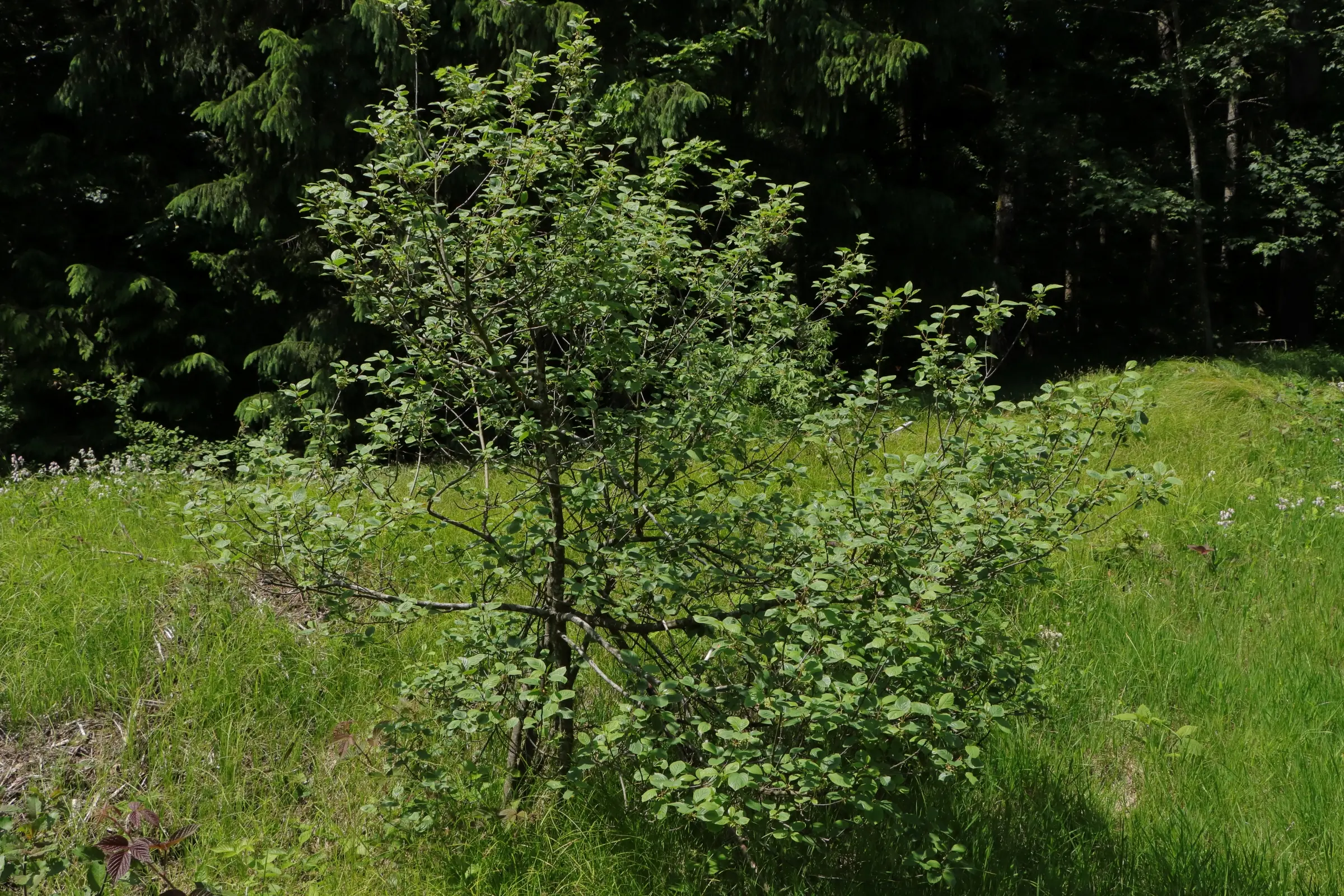 Kleiner Faulbaum-Strauch mit grünen Blättern auf einer Wiese vor dunklem Wald im Hintergrund