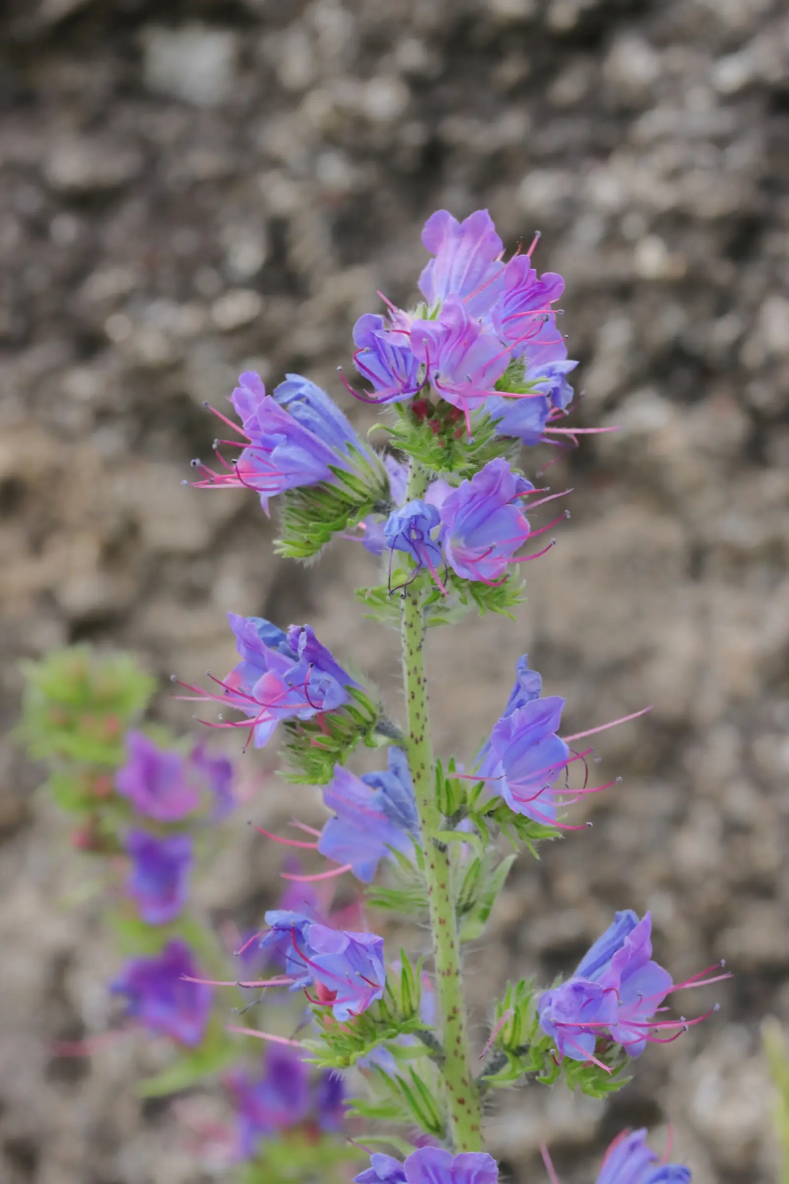 Nahaufnahme einer Natternkopf-Pflanze mit mehreren blauen Blüten und rosa Staubgefäßen an einem Stängel vor unscharfem Hintergrund