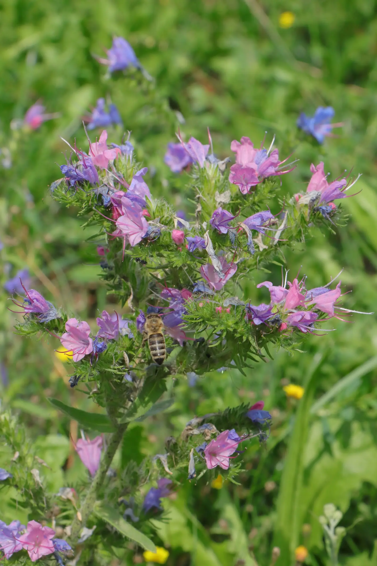 Nahaufnahme einer Natternkopf-Pflanze mit zahlreichen rosa und violetten Blüten. Die Blätter und Stängel sind mit feinen Borsten besetzt. Eine Biene sitzt auf einer der Blüten. Im Hintergrund ist unscharfes, grünes Gras mit vereinzelten gelben Blüten zu sehen.