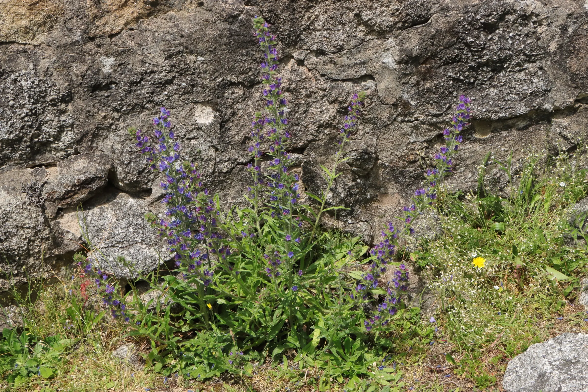 Mehrere aufrechte Pflanzen mit schmalen, lanzettlichen Blättern und zahlreichen kleinen, violettblauen Blüten wachsen vor einer grob strukturierten Steinmauer. Die Blüten sind locker entlang der Stängel verteilt. Im Vordergrund ist etwas Gras zu sehen, rechts unten eine einzelne gelbe Blüte.