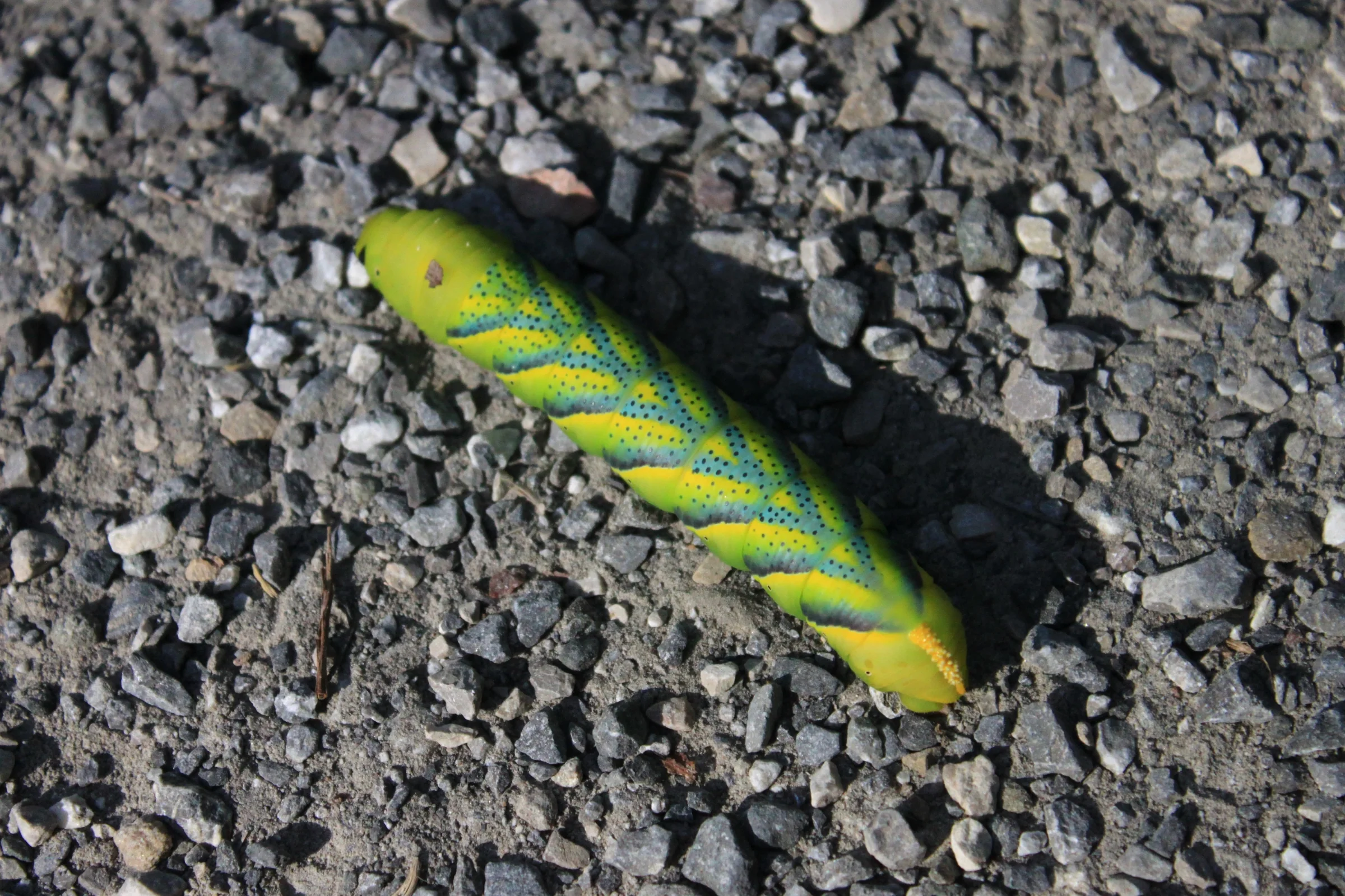 Gelbgrüne Raupe mit blauen Streifen - Totenkopfschwärmer-Raupe