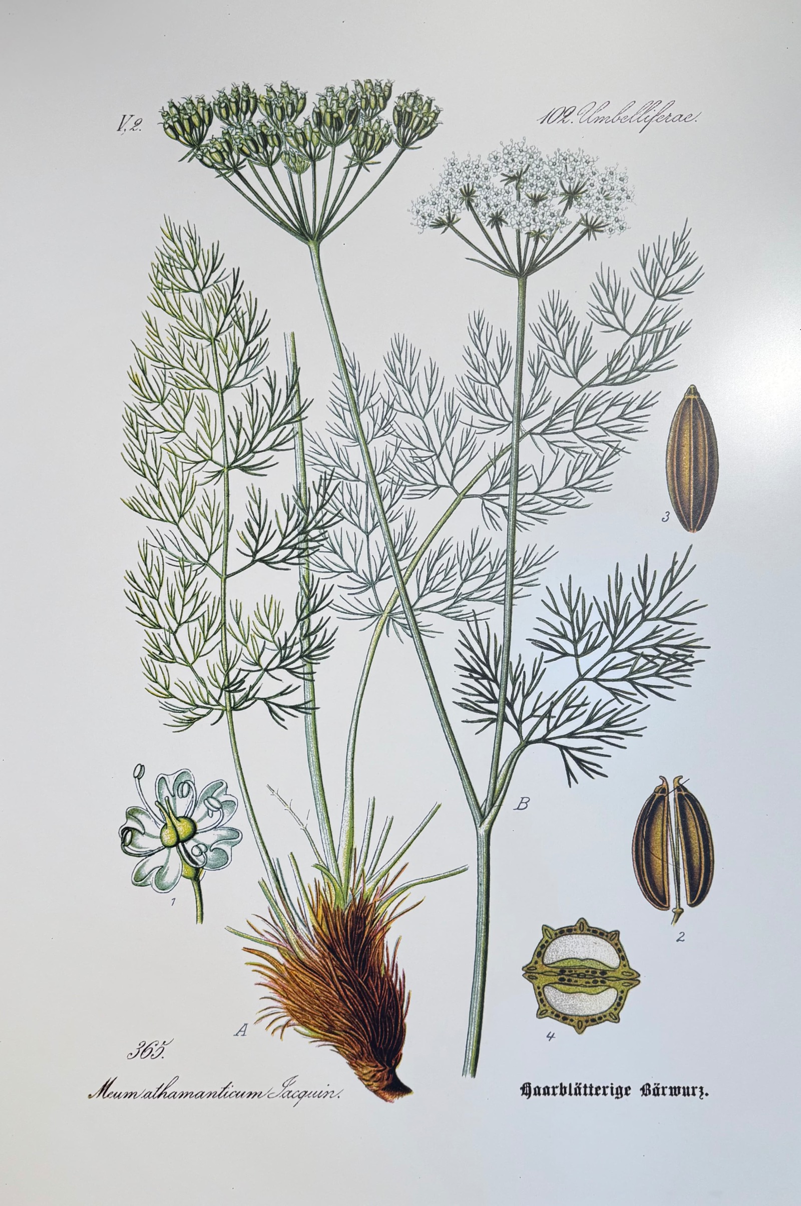 Botanische Illustration einer haarblättrigen Pflanze mit Blättern, Blütenständen und Samen in verschiedenen Ansichten