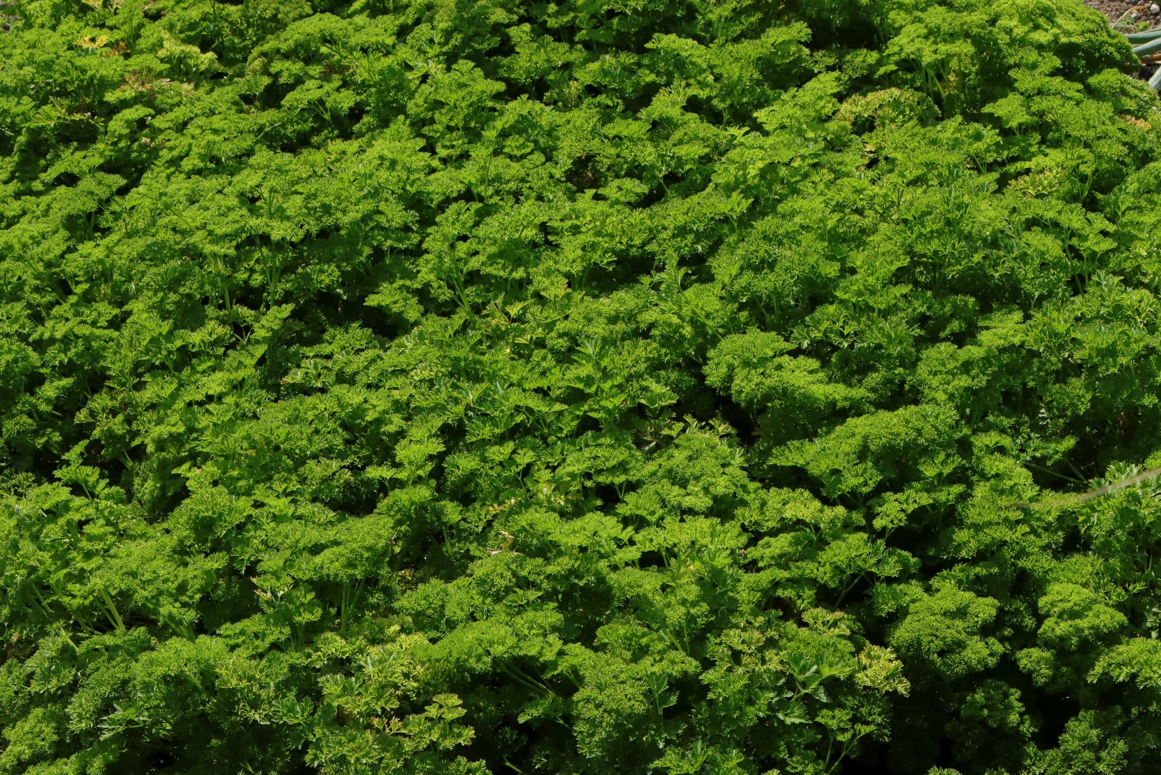 Eine Vielzahl von grün gefärbten, krausigen Blätter der Petersilie.