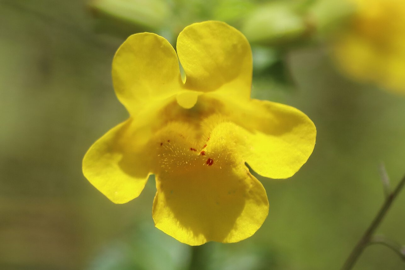 Gauklerblume im Detail - Die gelb gefärbten Blütenblätter sind zygomorph aufgebaut und haben eine rundliche Form. Der Hintergrund ist grün und unscharf fotografiert.