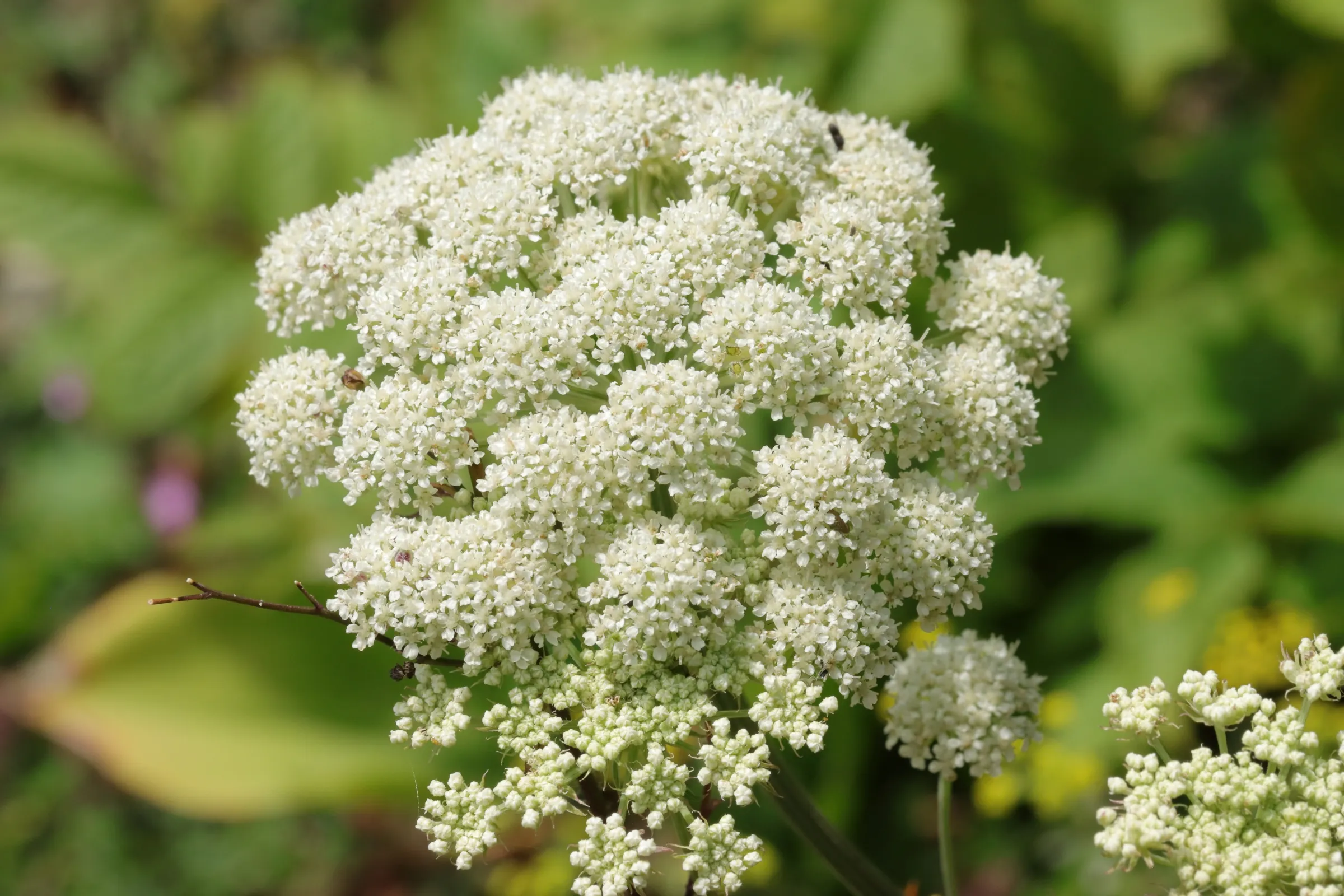 Weiße Doldenblüte des Heilwurz - die Blütendolde besteht aus vielen einzelnen runden Blüten.