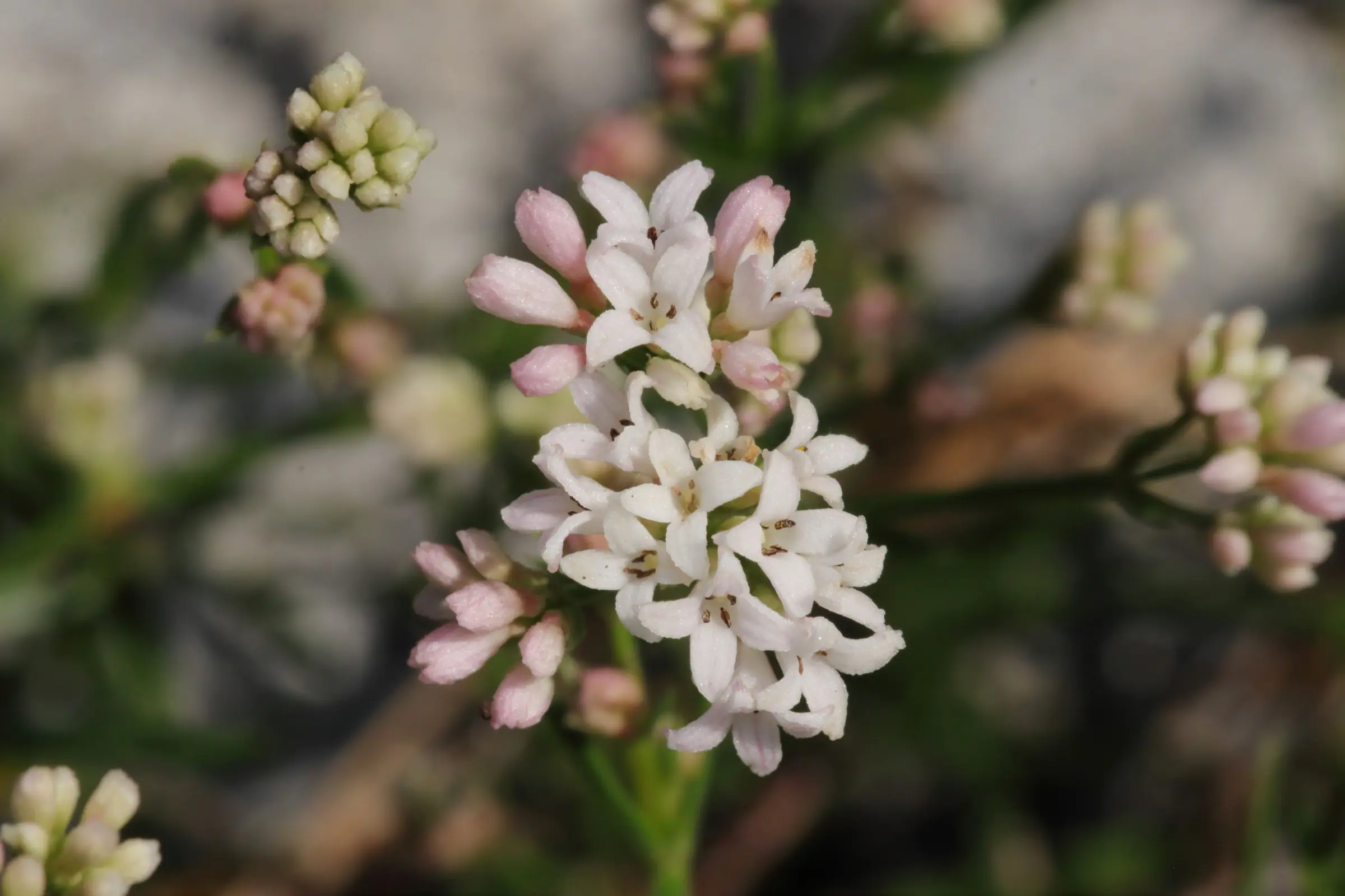 Hügel-Meier mit weißen vierblättrigen Blüten, die in einer Blütentraube 