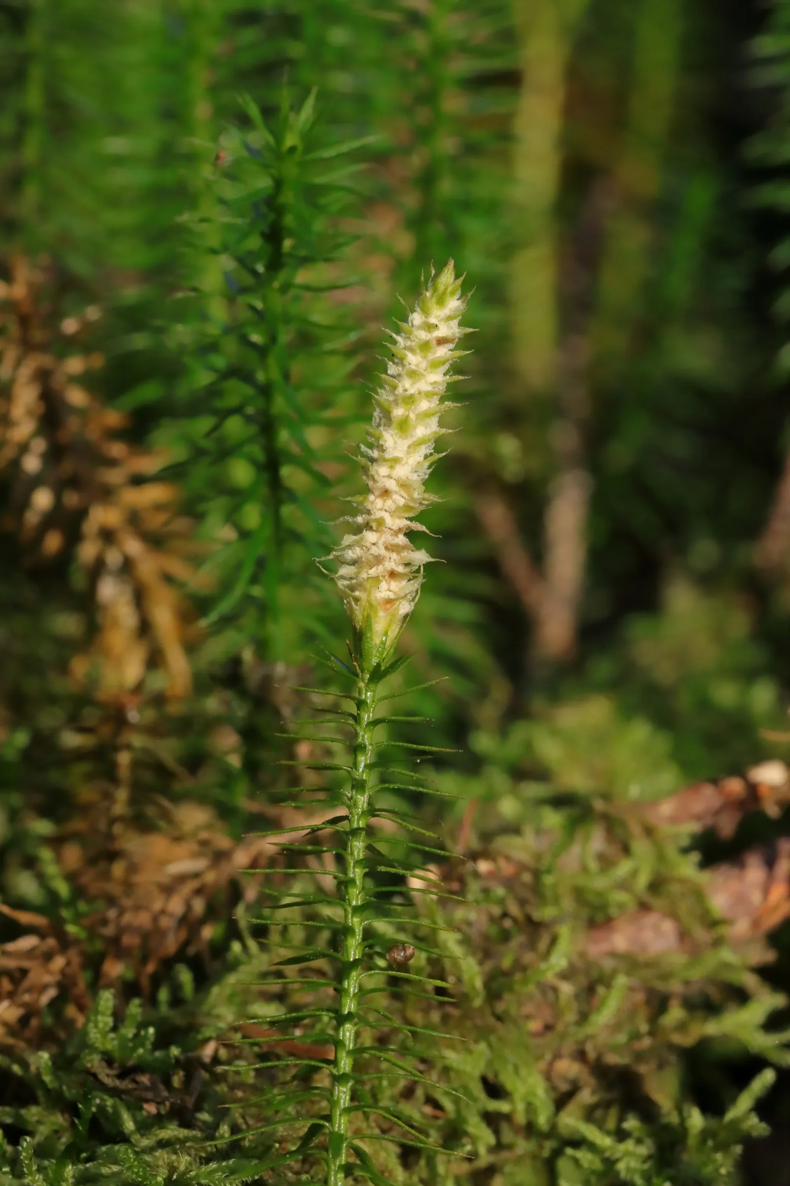 Blütenstand des Wald-Bärlapp - weißes Sporenpulver zwischen den grünen Sporenblättern.