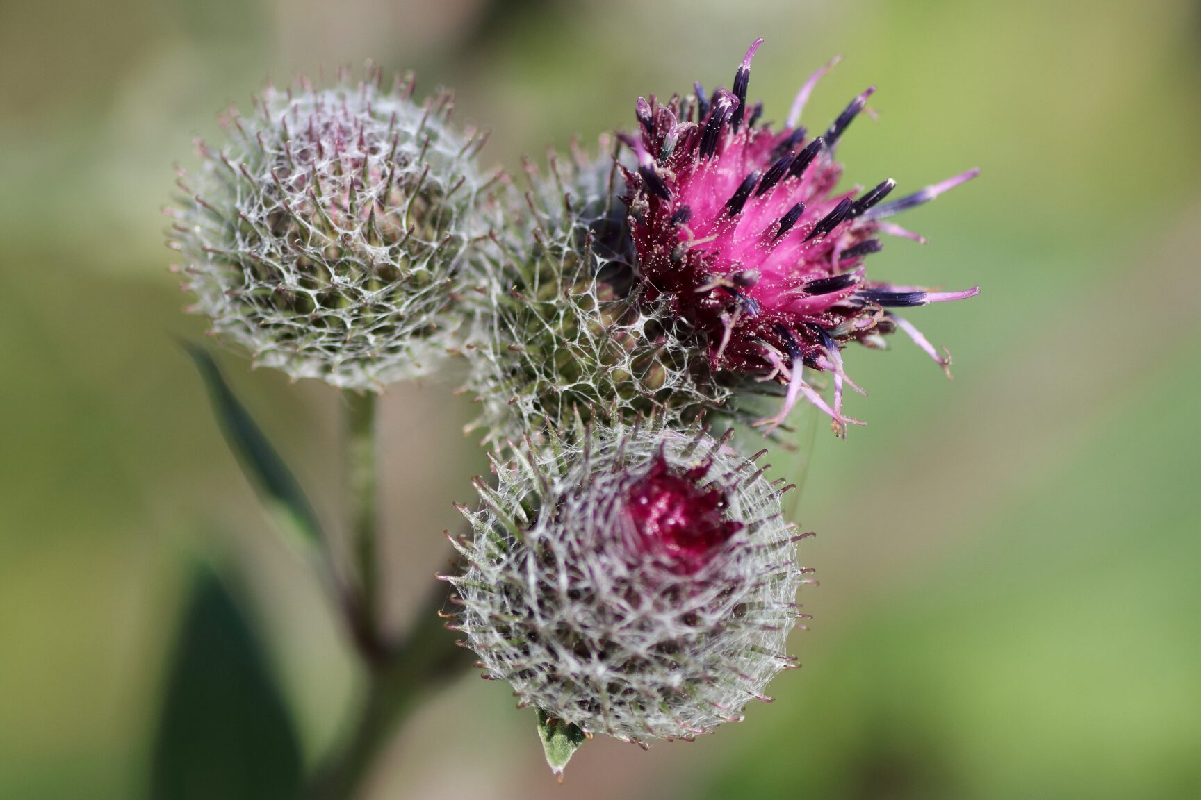 Blüten der Filz-Klette