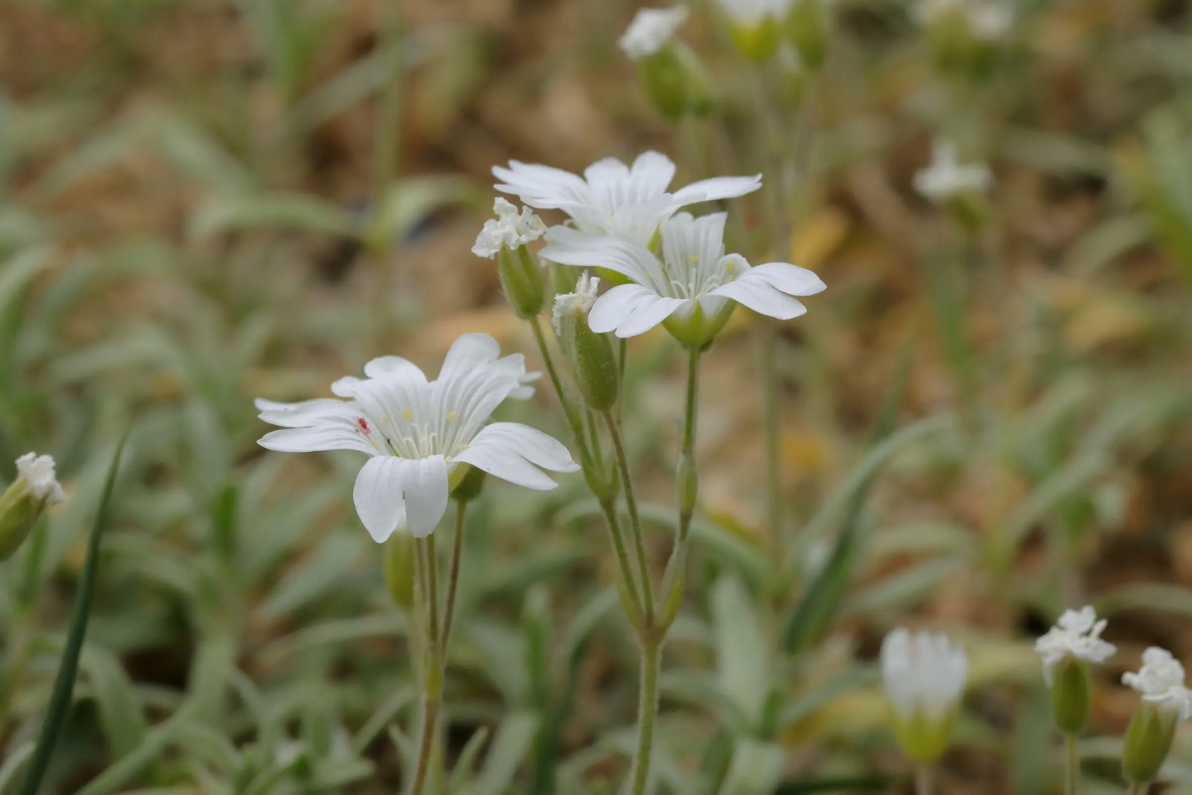 Acker-Hornkraut - Blütenstand im Detail, die weißen Blütenköpfe bestehen aus eingeschnittenen Blütenblättern.