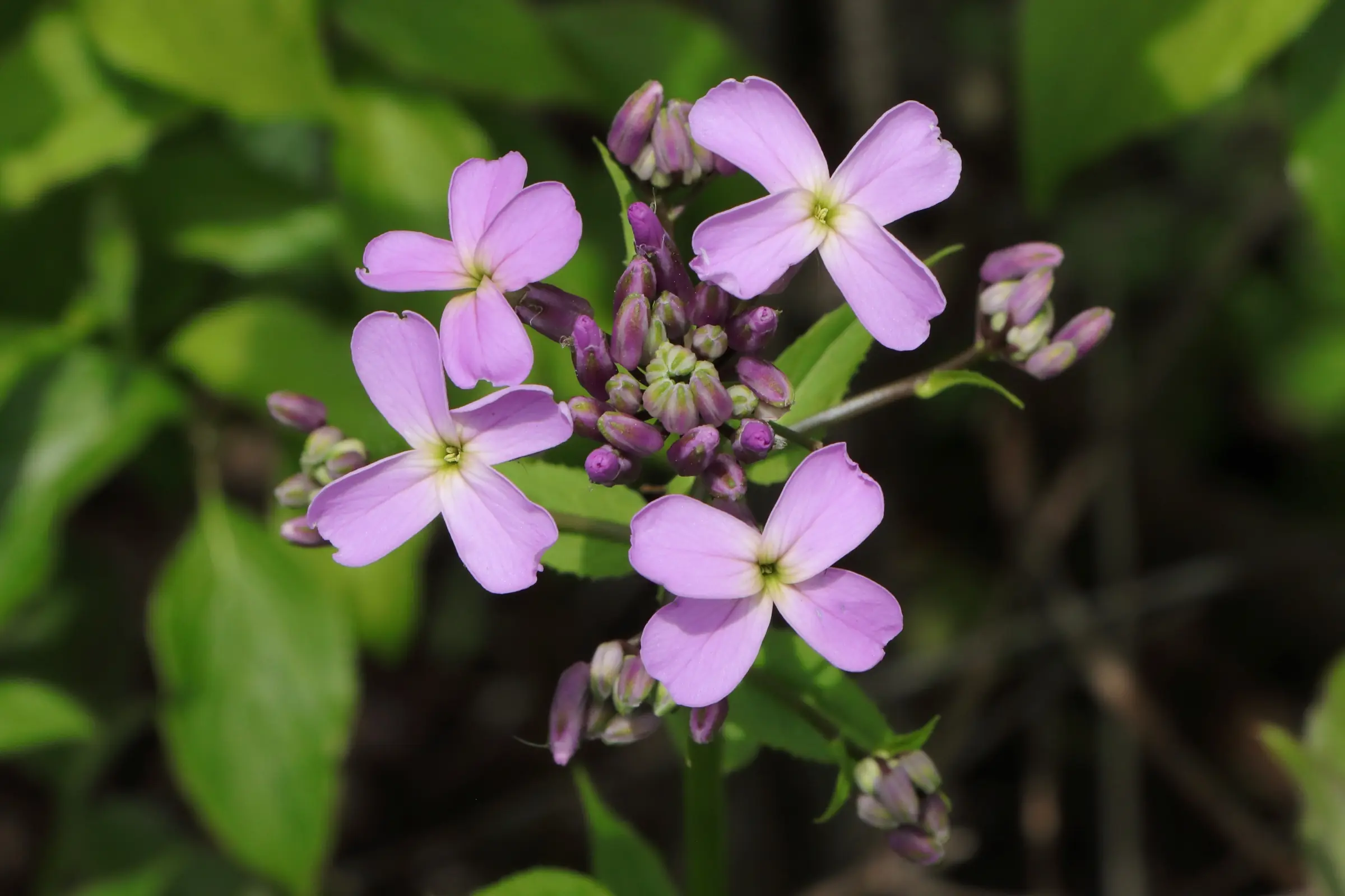 Mehrere zart violette Blüten der Nachtviole mit vierblättrigen, kreuzförmig angeordneten Blütenblättern stehen im Mittelpunkt. Die Blüten sind von grünen, lanzettlichen Blättern und Knospen umgeben. Im Hintergrund sind unscharfe grüne Blätter zu erkennen.