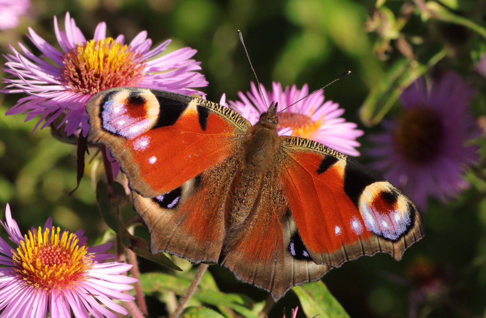 Tagpfauenauge - Schmetterling auf einer Raublattaster