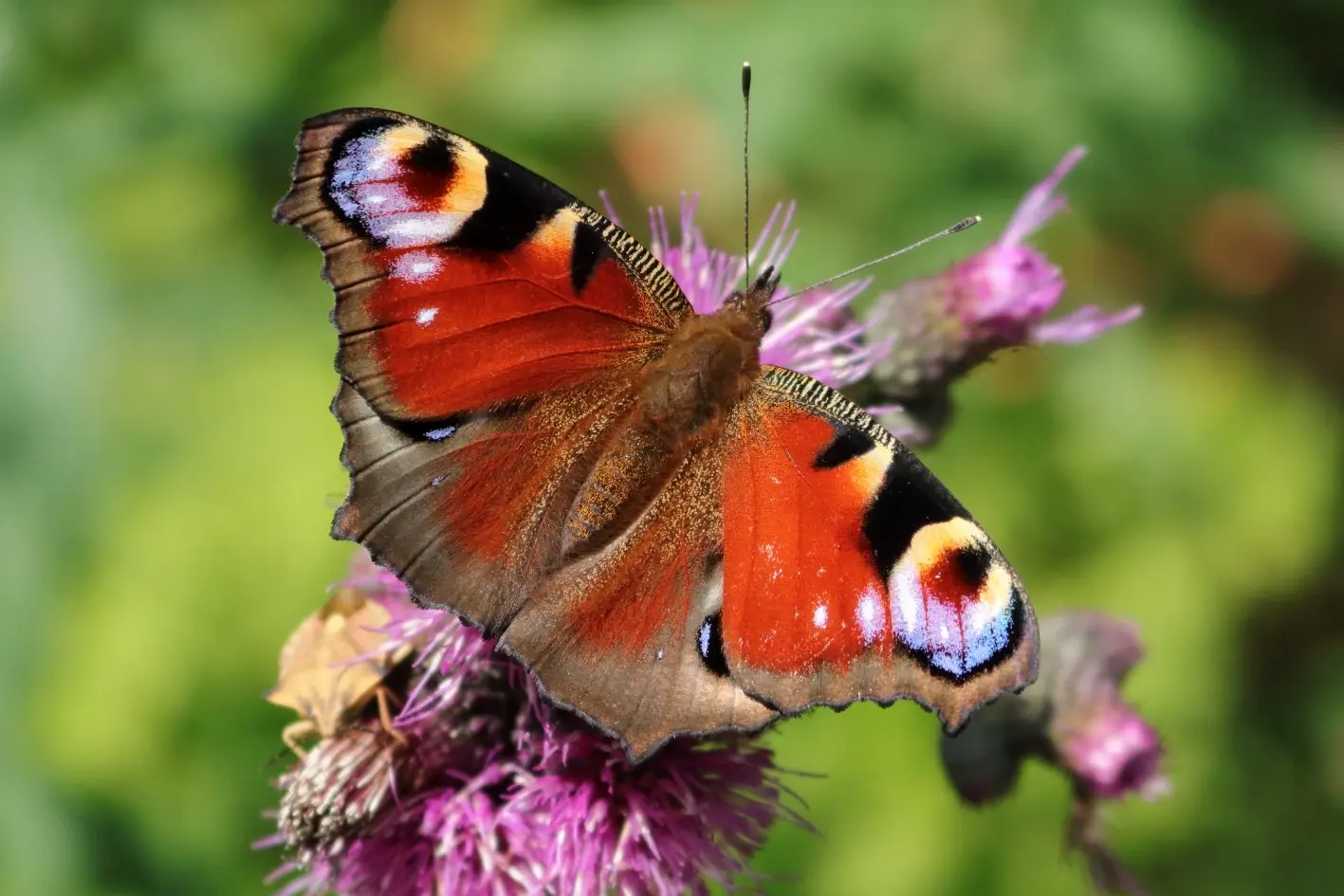 Schmetterlinge - Tagpfauenauge von oben. Die roten Flügel sind mit blau-gelben Augen besetzt. Der Schmetterling selbst hat eine braune Färbung und ist mit Haaren besetzt.