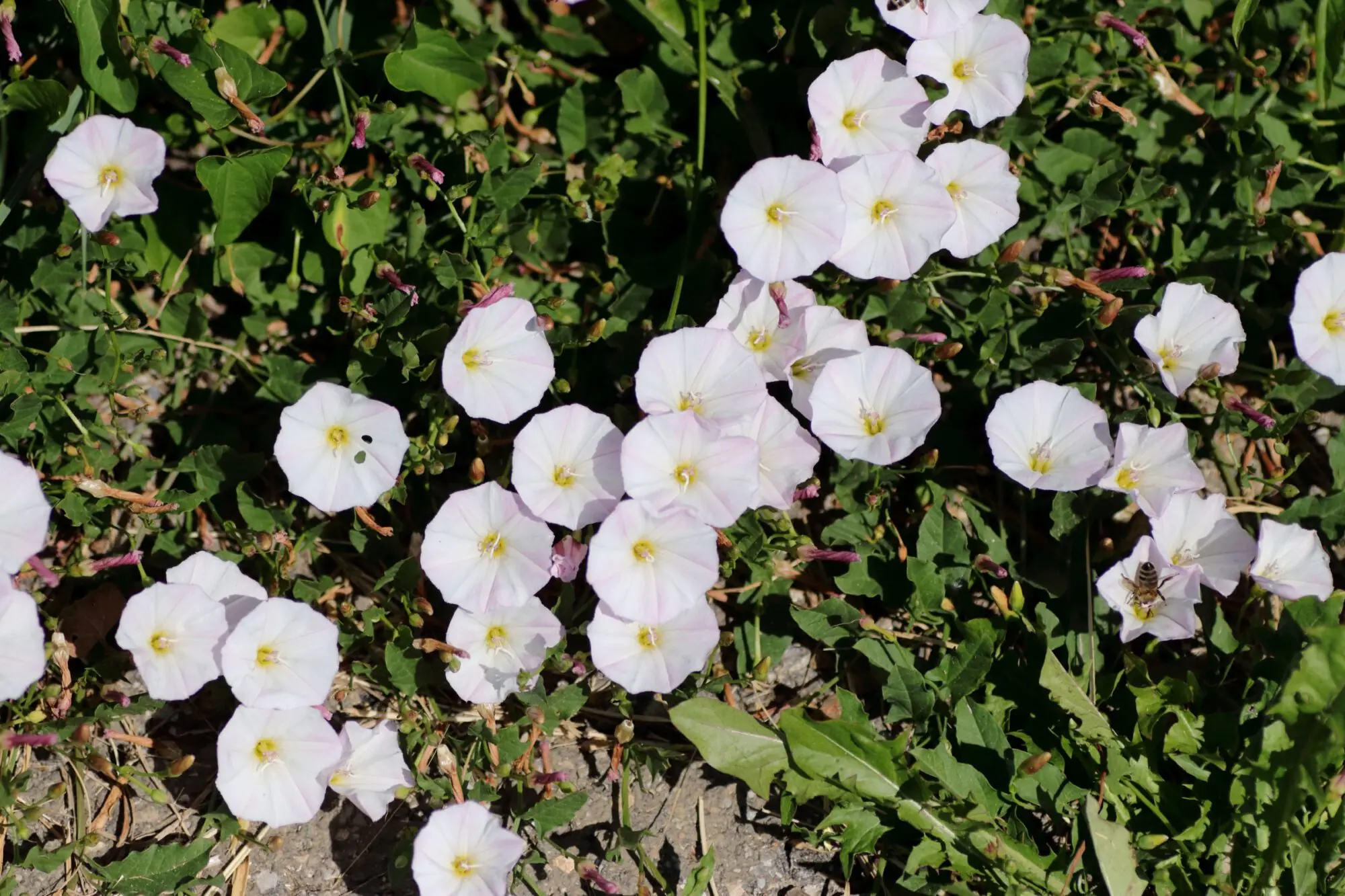 Ackerwinde - Die Pflanze wächst kriechend auf dem Boden. Die Blütenblätter sind zu einem Trichter zusammengewachsen. Die Farbe der Blüten ist weiß mit leichten rosa Streifen. In der Mitte sind die Blüten gelb-grün gefärbt. Die Blätter sind im Hintergrund unscharf fotografiert. Sie haben einen pfeilförmigen Aufbau und besitzen eine dunkelgrüne Färbung. In einer der Blüten am rechten Bildrand sammelt eine Honigbiene Pollen.