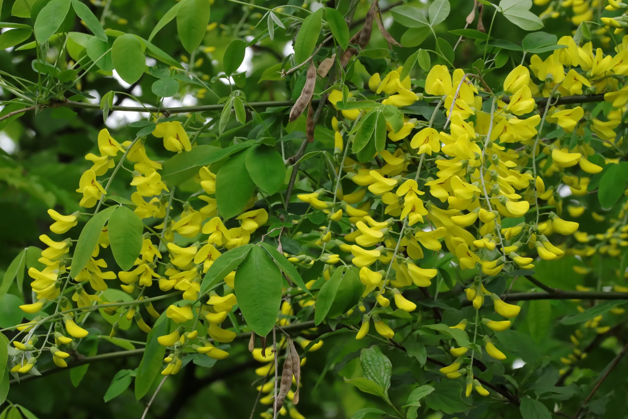 Laburnum - panicles with yellow butterfly flowers