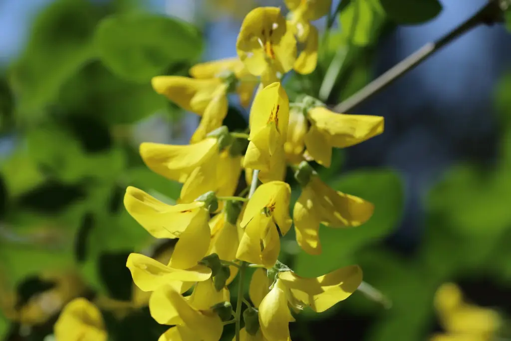 Goldregen - gelbe Blüten in einer Rispe - Giftpflanzen