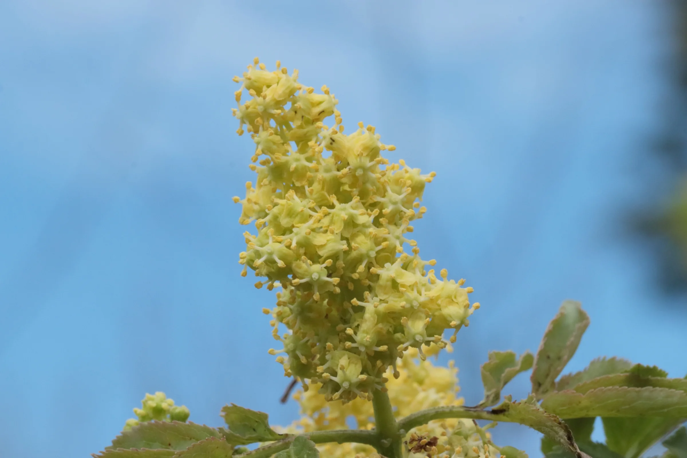 Nahaufnahme einer gelblichen Blüte vom roten Holunder vor blauem Himmel. Die Blüte besteht aus vielen kleinen, dichten Einzelblüten, die zu einer länglichen Rispe zusammengefasst sind. Im Vordergrund sind grüne Blätter mit gezacktem Rand sichtbar.