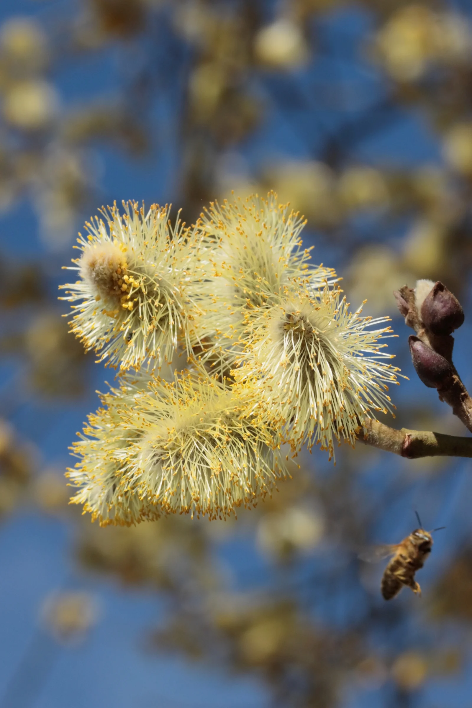 Die männlichen Blüten der Sal-Weide mit gelben Staubbeuteln und weißlichen Staubfäden. Der Hintergrund ist verschwommen mit weiteren gelben Blüten. Am rechten unteren Bildrand fliegt eine Honigbiene.