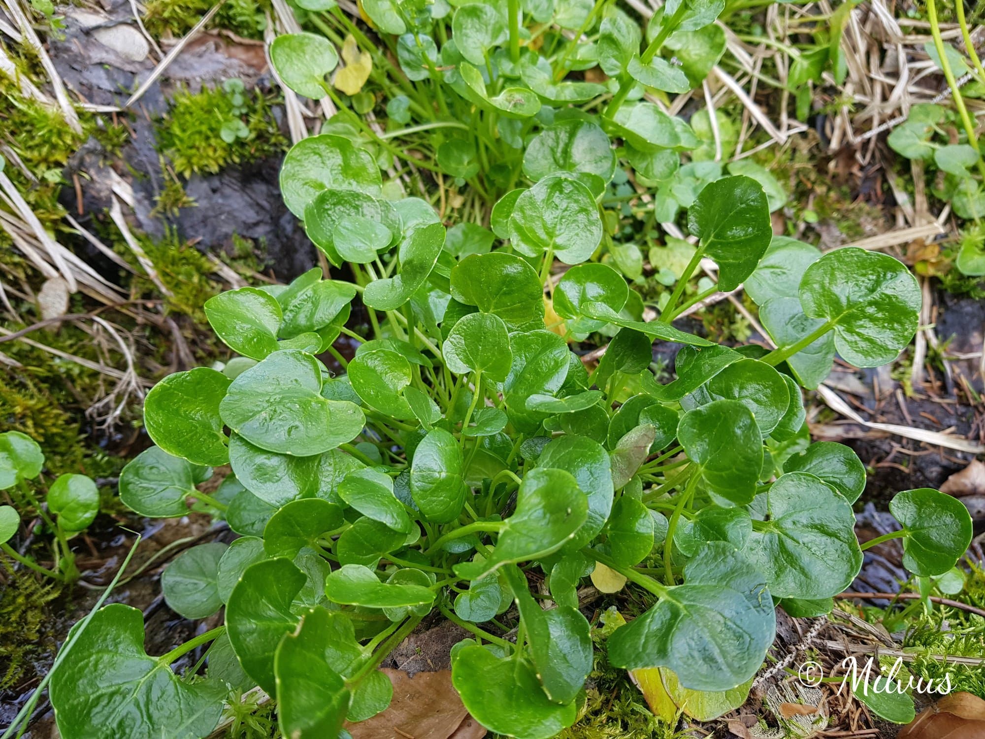 Bayerisches Löffelkraut - die grünen Blätter sind nieren- und herzförmig aufgebaut. Sie sitzen in einer dichten Gruppe auf dem Boden zusammen.