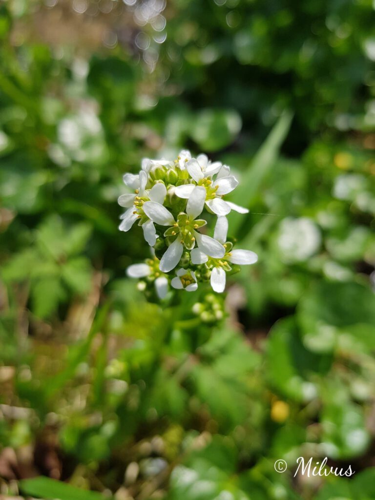 Bayerisches Löffelkraut - Blütenstand mit weißen Blütenblättern