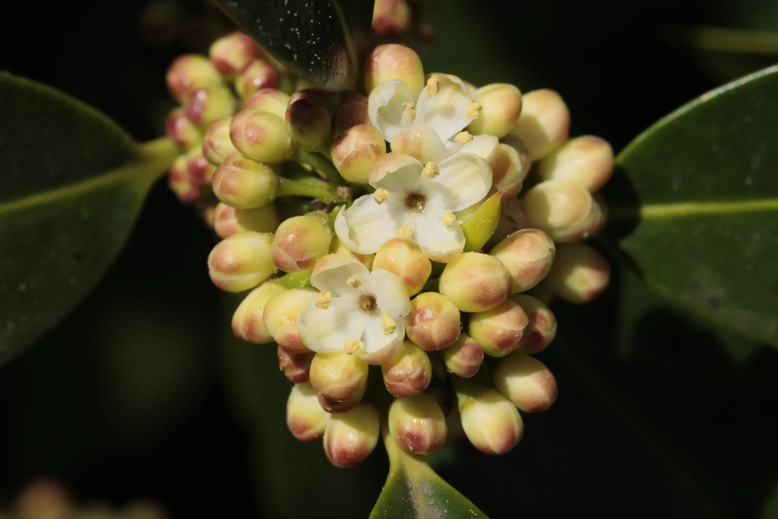 Nahaufnahme von weißen und rosa Knospen und Blüten der Stechpalme vor dunklem Hintergrund