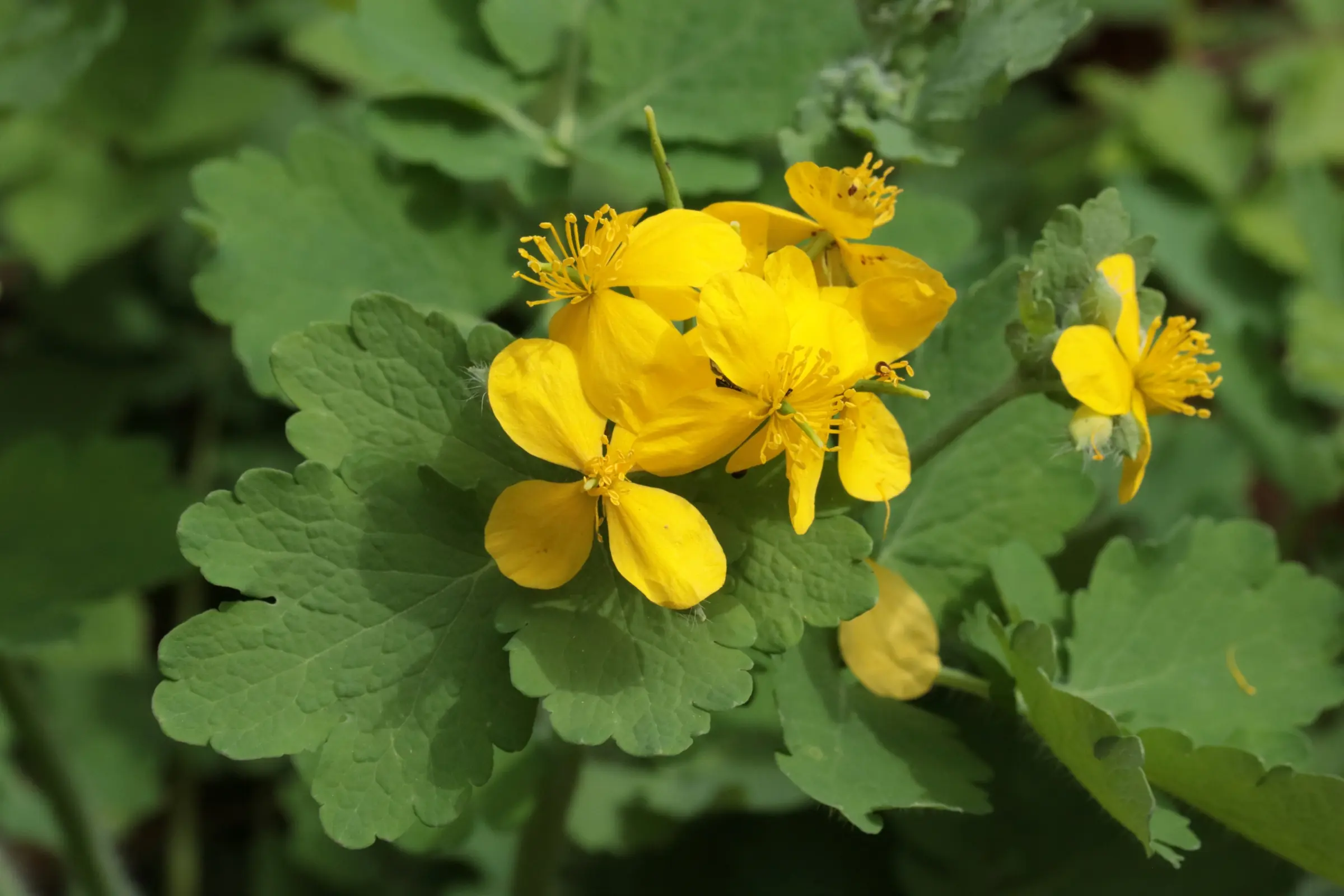 Schöllkraut mit gelb gefärbten Blüten und vier Blütenblättern. Die Blüten sitzen in einer Gruppe zusammen.
