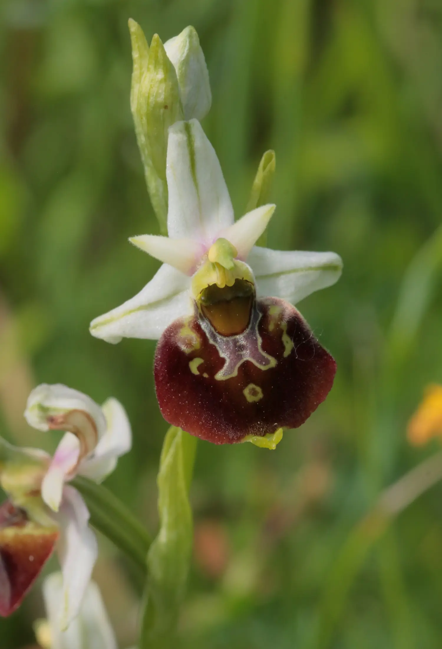 Late spider-orchid