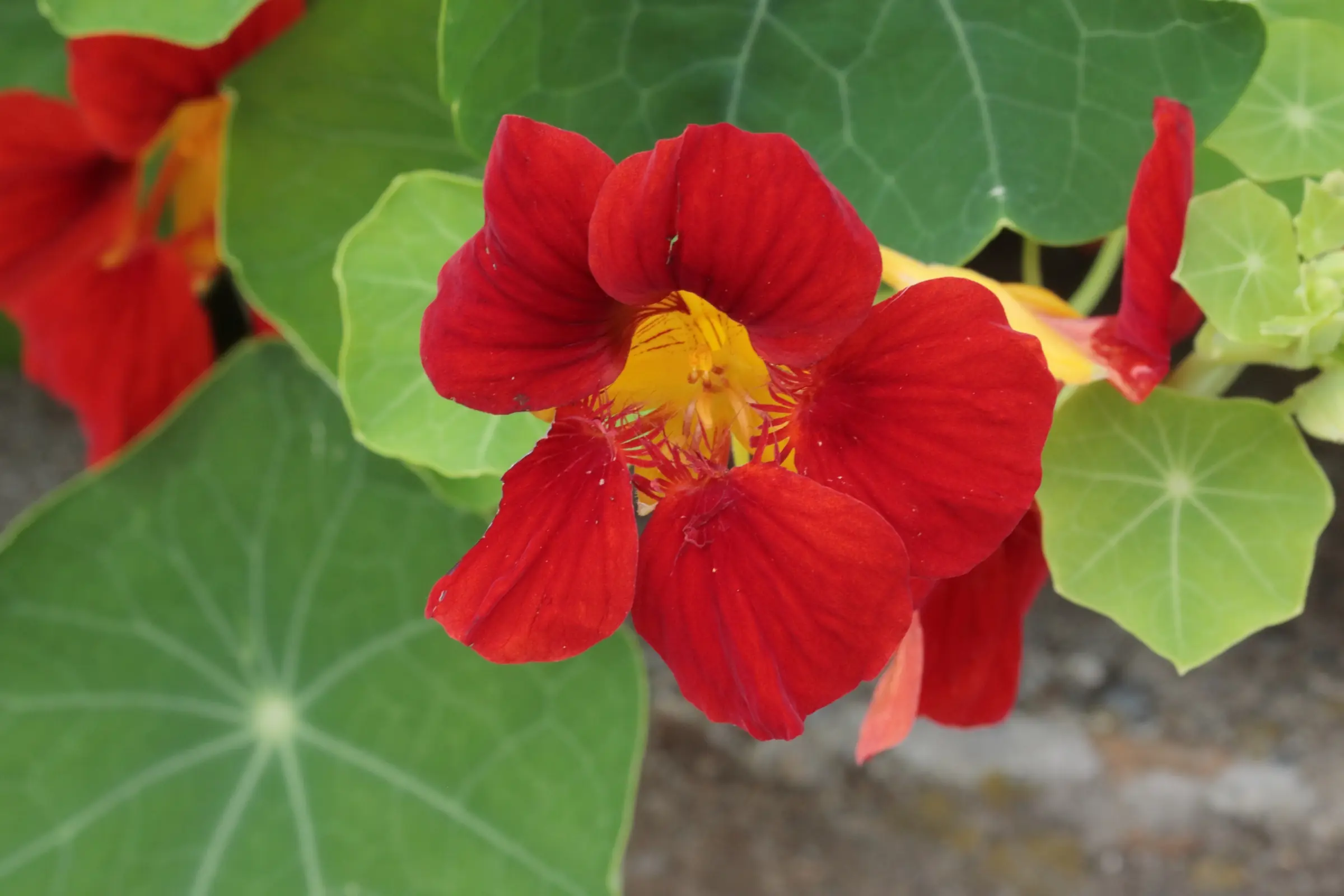 Große Kapuzinerkresse mit roter Blüte. Die Blüte ist trichterförmig aufgebaut.