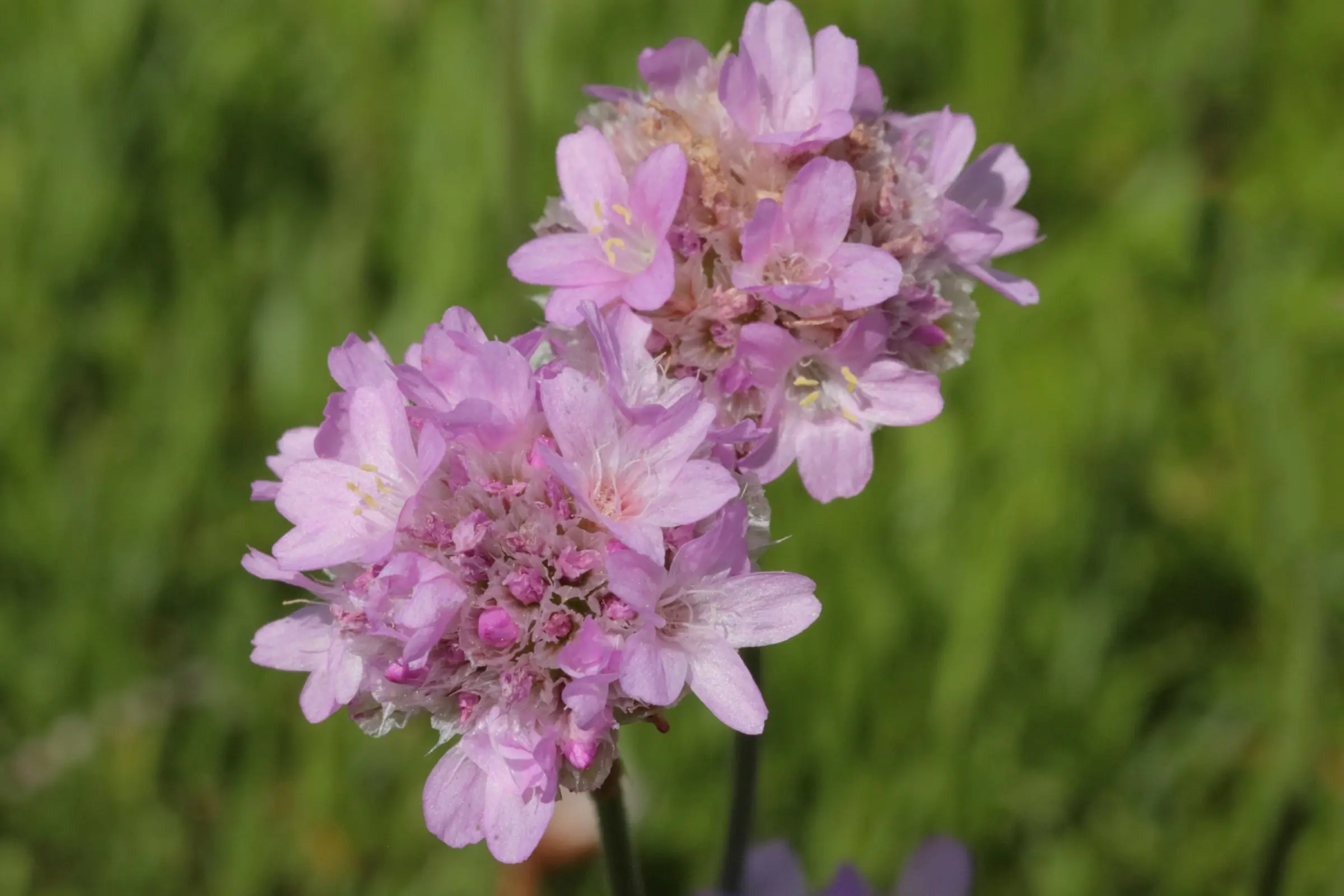 Blütenstand der Strand-Grasnelke mit pinken Blüten.