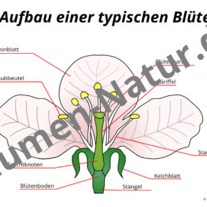 Aufbau einer Blüte