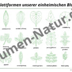 Blätter der einheimischen Blumen