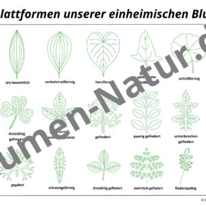 Vorschaubild für die Blätter der einheimischen Blumen