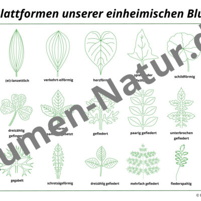 Vorschaubild für die Blätter der einheimischen Blumen
