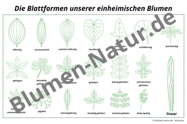 Vorschaubild für die Blätter der einheimischen Blumen