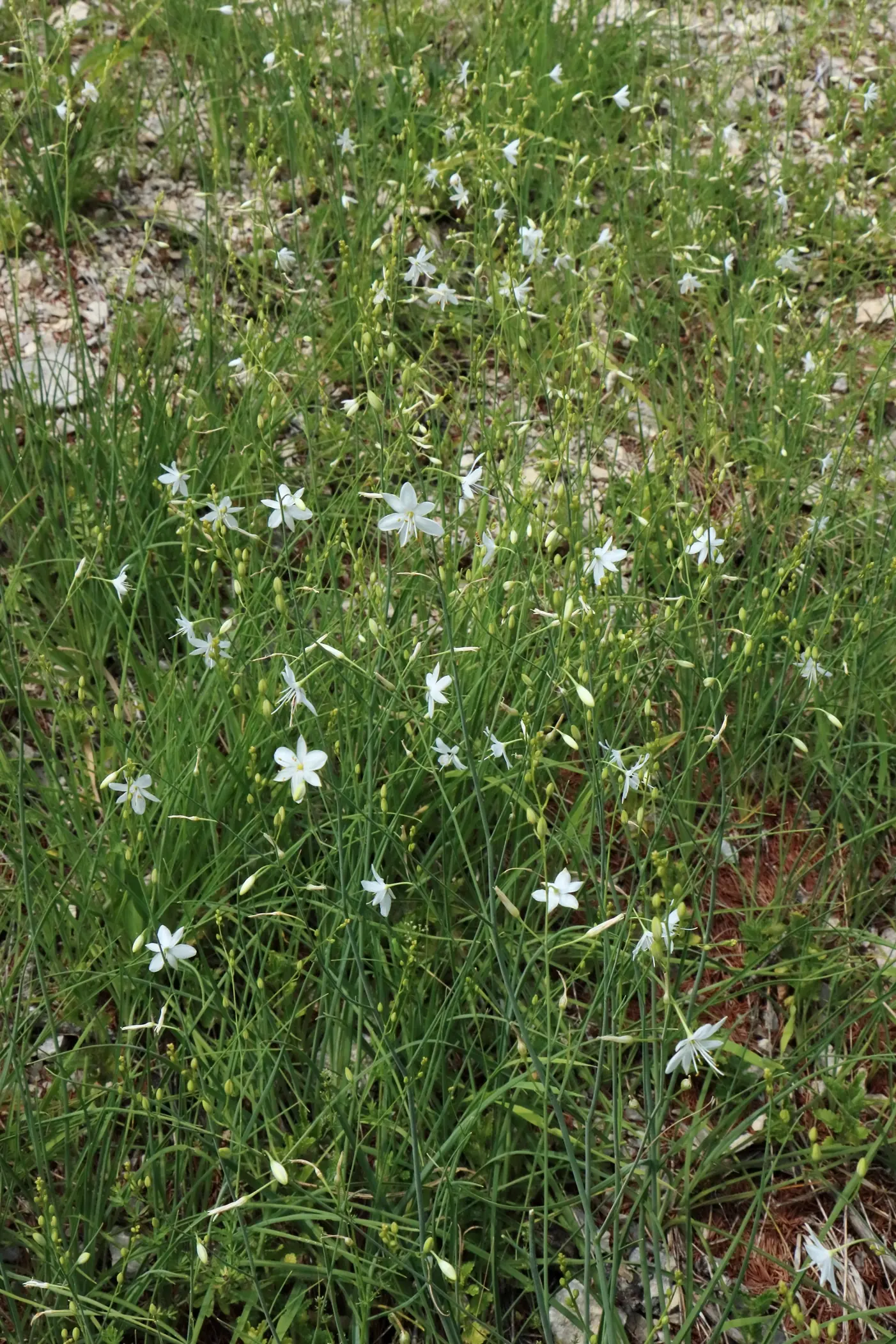 Graslilie mit zahlreichen kleinen weißen Blüten auf grünem Grasboden