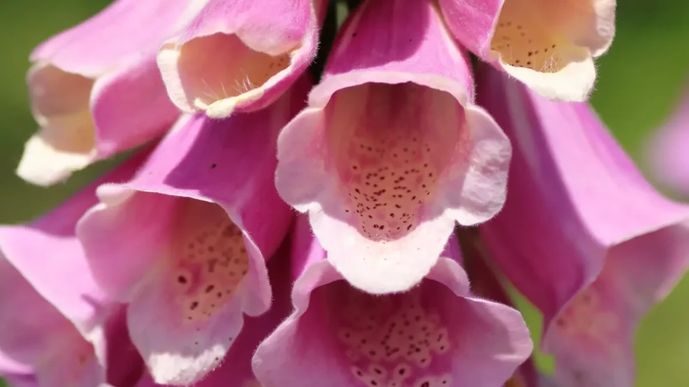 Pflanzenbestimmung-Shorts