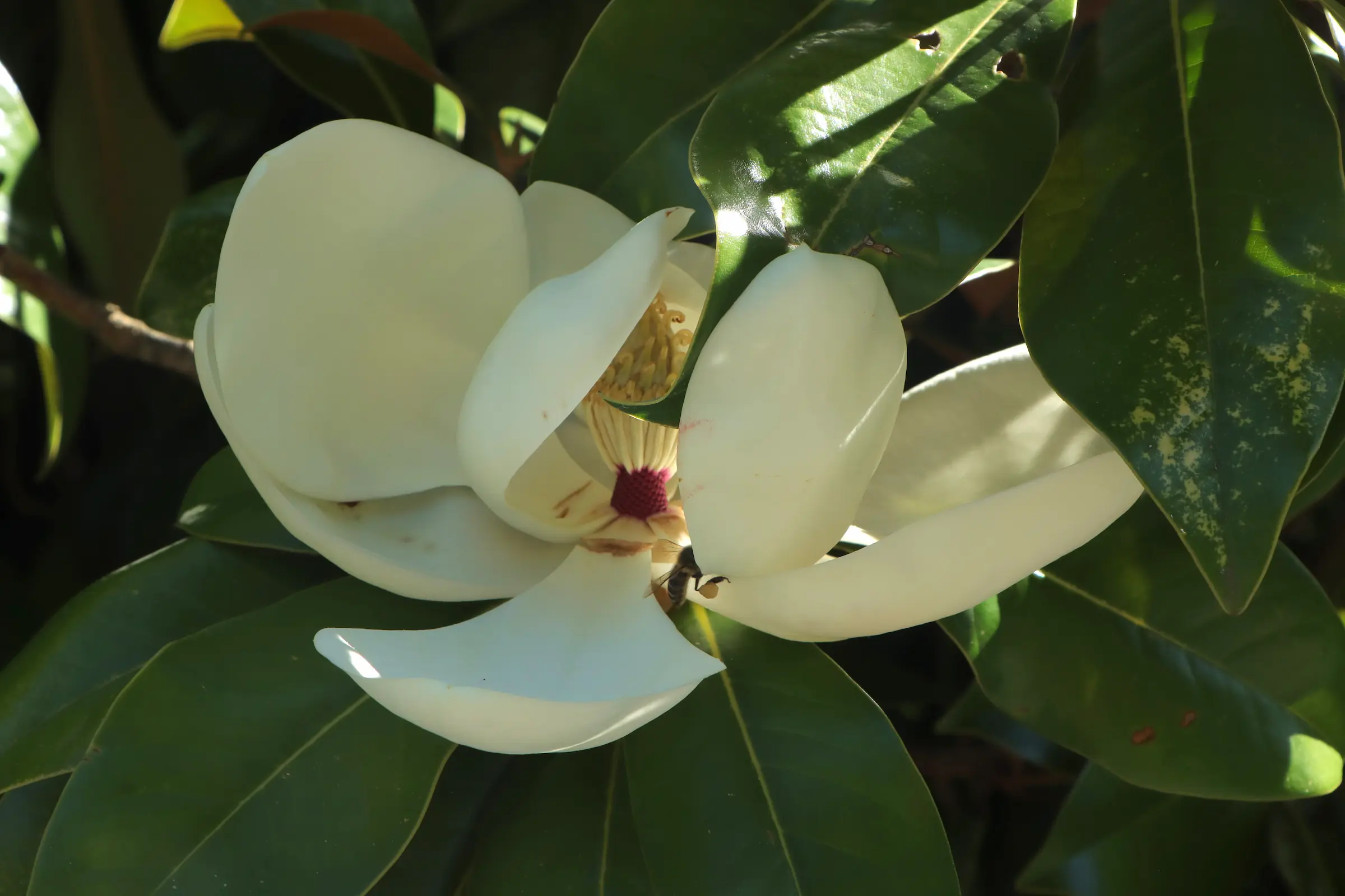 Nahaufnahme einer geöffneten weißen Blüte mit großen dunkelgrünen Blättern der immergrünen Magnolie im Hintergrund