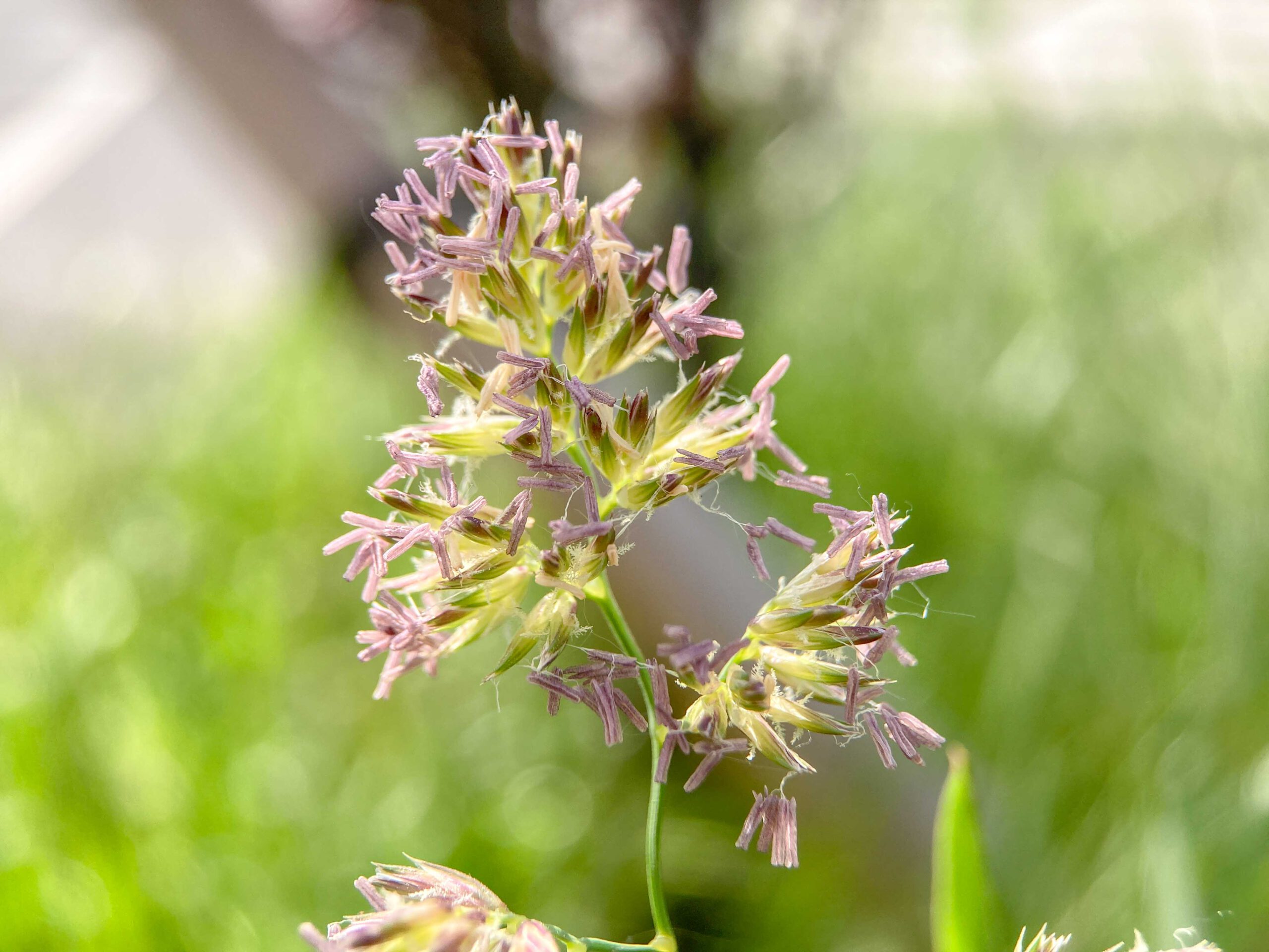Makroaufnahme des obersten Teilblütenstandes der Rispe mit vielen Ährchen, die blühen: die lila Pollenbeutel hängen bereits heraus und können Pollen abgeben. Die unscheinbareren, weißen „Federchen“ sind übrigens die weiblichen Blüten des Knäuelgras.