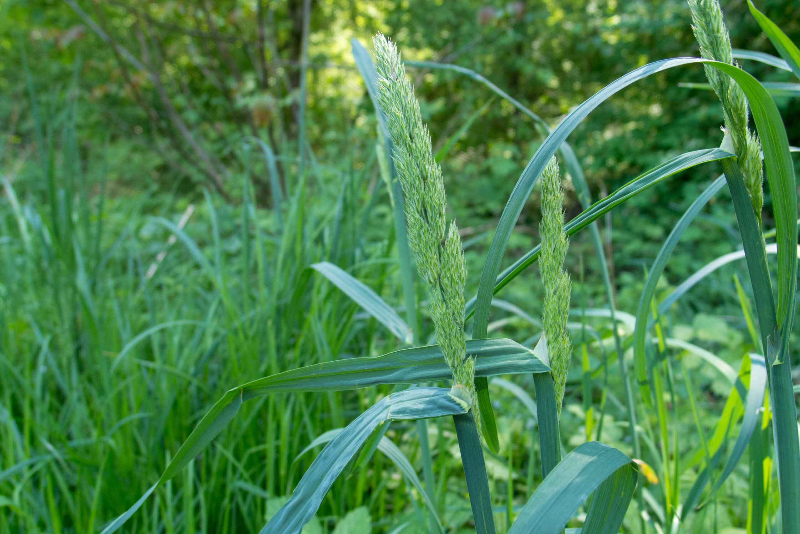 Das sogenannte „Rispenschieben“, der Blühstand (= die Rispe) wird nach oben geschoben. Das Blatthäutchen (Ligula) ist hier auch zu sehen.