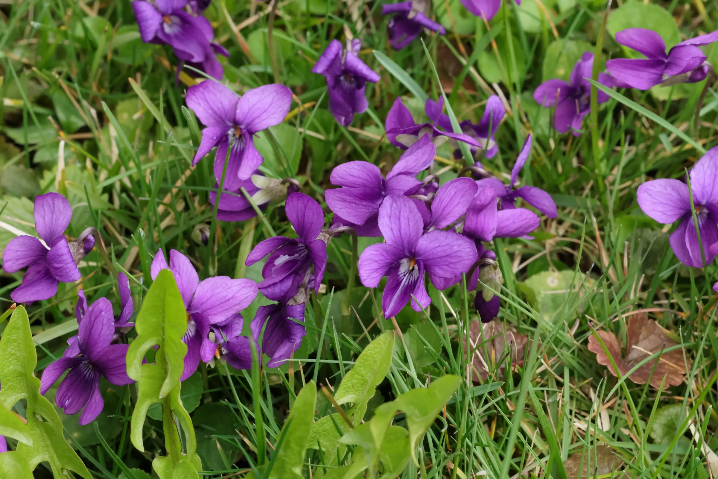 Mehrere wohlriechende Veilchen mit kräftig violetten Blütenblättern stehen dicht beieinander im grünen Gras.