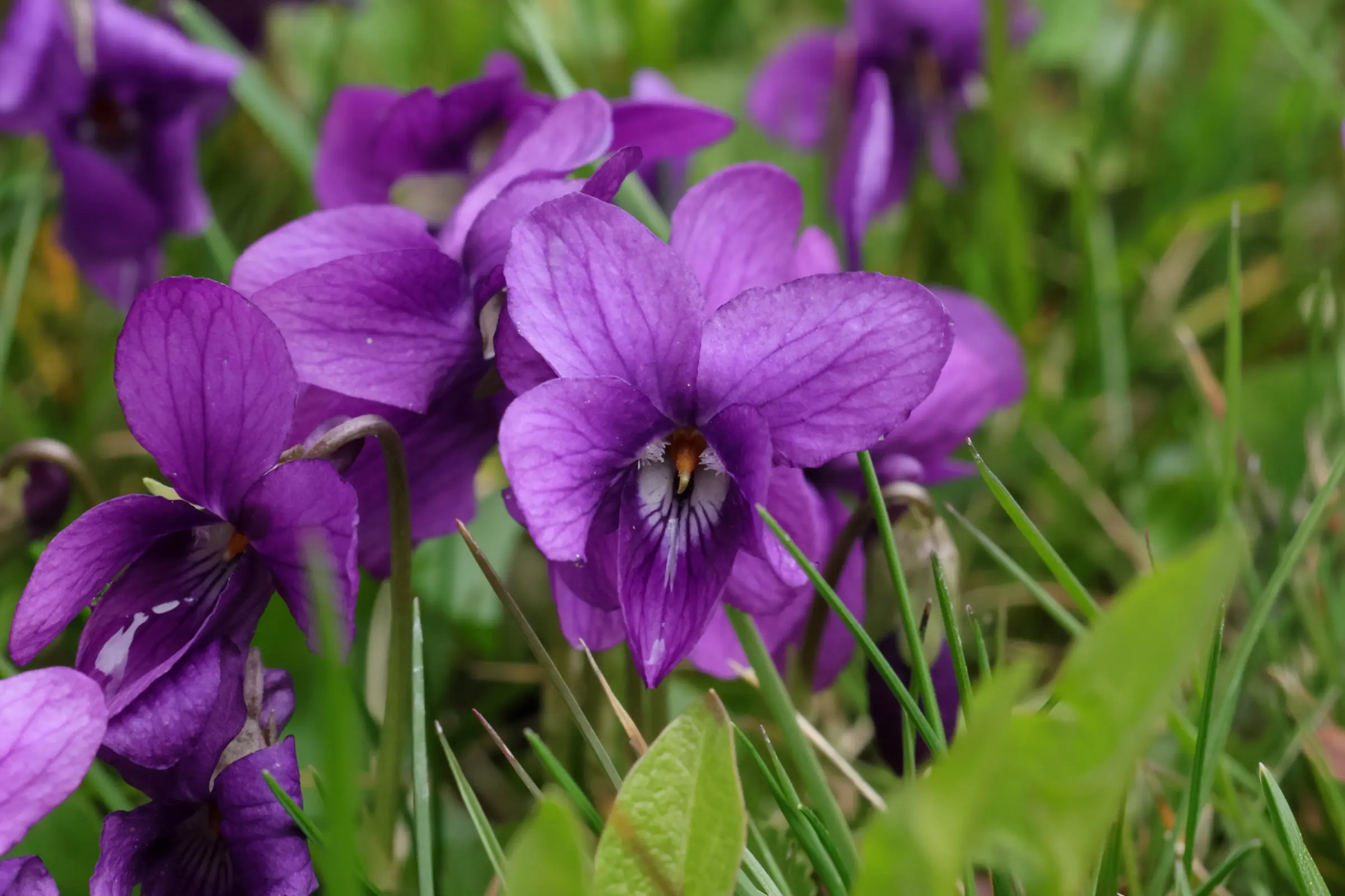 Nahaufnahme mehrerer violetter Veilchenblüten mit sichtbaren Adern und grünen Blättern im Gras