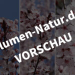 „Blutpflaume“ - Handy-Bildschirmhintergründe