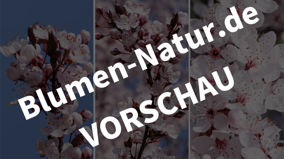 handy-hintergrund-kirschpflaume