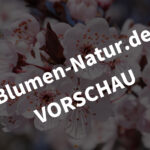 „Blutpflaume“ - Desktop-Bildschirmhintergründe