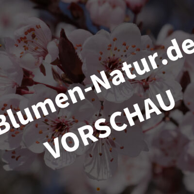 &bdquo;Blutpflaume&ldquo; - Desktop-Bildschirmhintergr&uuml;nde