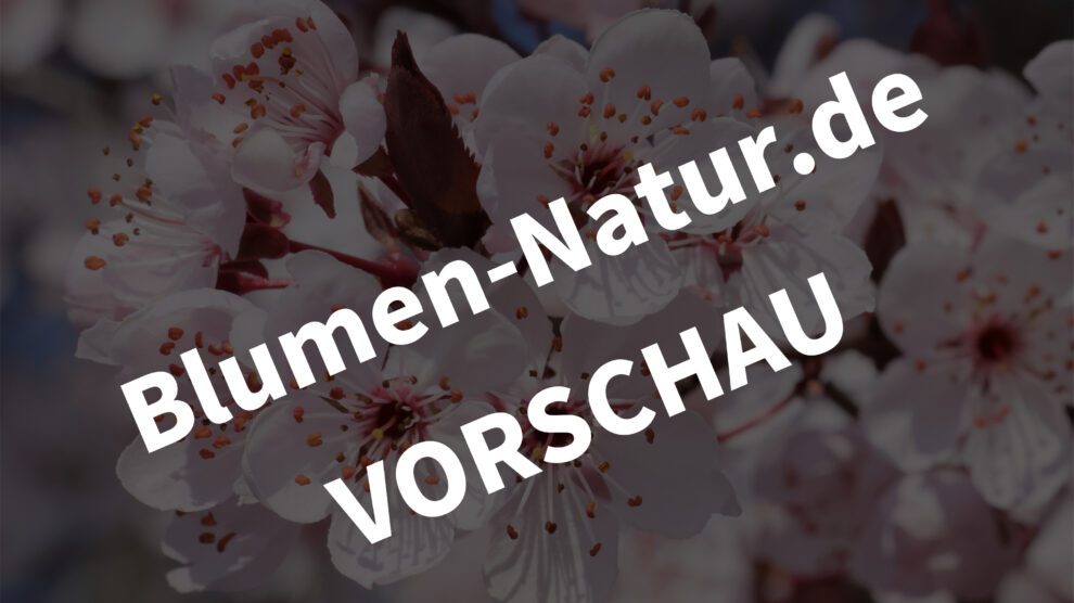 desktop-hintergrund-kirschpflaume