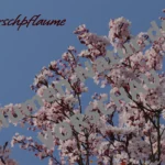 „Leuchtende Blutpflaume“ - Desktop-Wallpaper