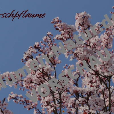 „Leuchtende Blutpflaume“ - Desktop-Wallpaper