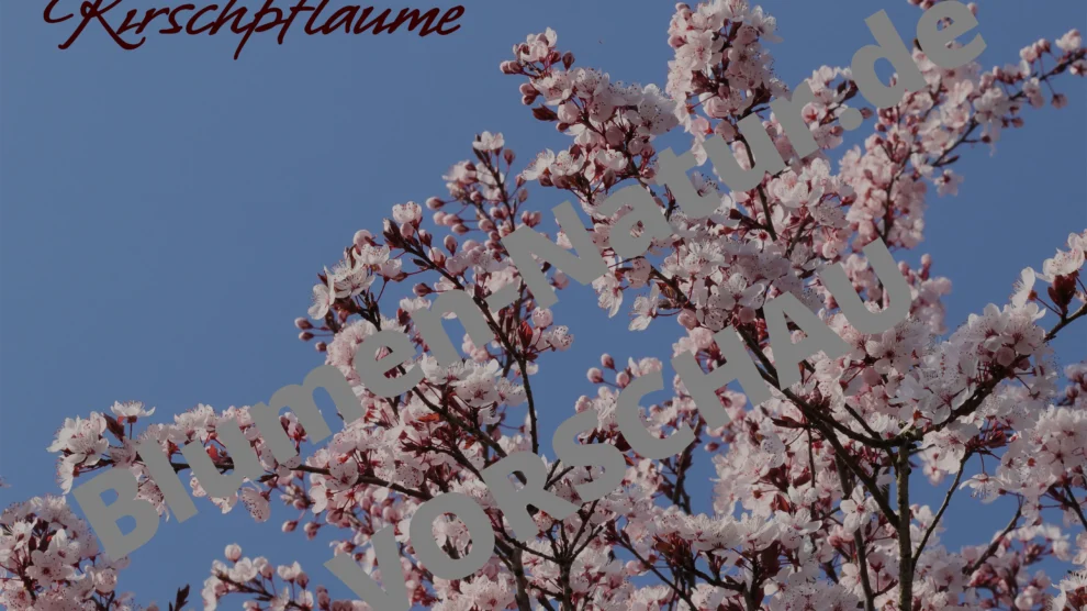 blutpflaume-desktop-hintergrund