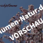 „Blutpflaume“ - Desktop-Bildschirmhintergründe